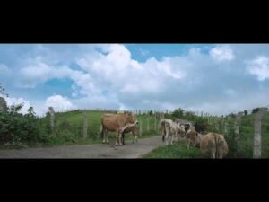 Ammathinkal Painkili