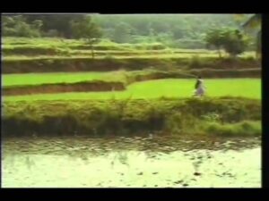 Kurunnu Thaamarakkuruvi