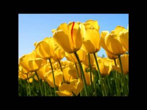 Parayoo Nee Hridayame