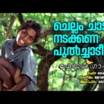 Pulchadi (F)