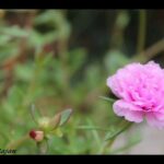 Soorya Thejassine [D]