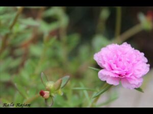 Soorya Thejassine [D]