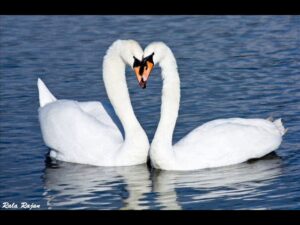 Soundarya Saaramo Nee